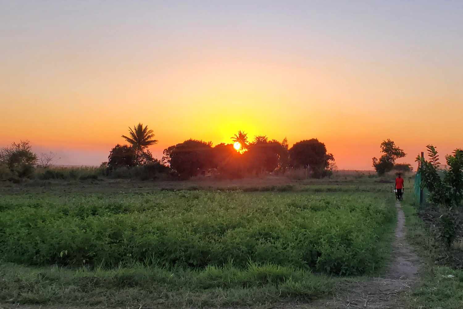 Sunset over the farm field