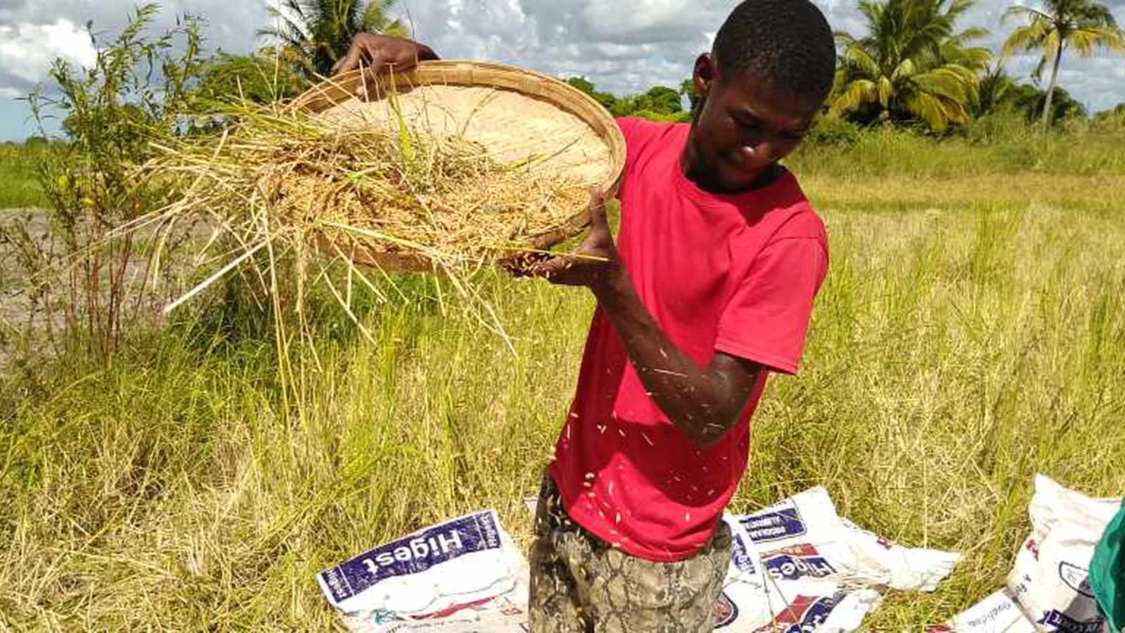 Pedro sifting freshly harvested rice.