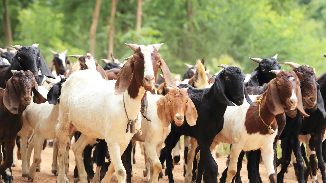 Goat Raising Project in Mozambique