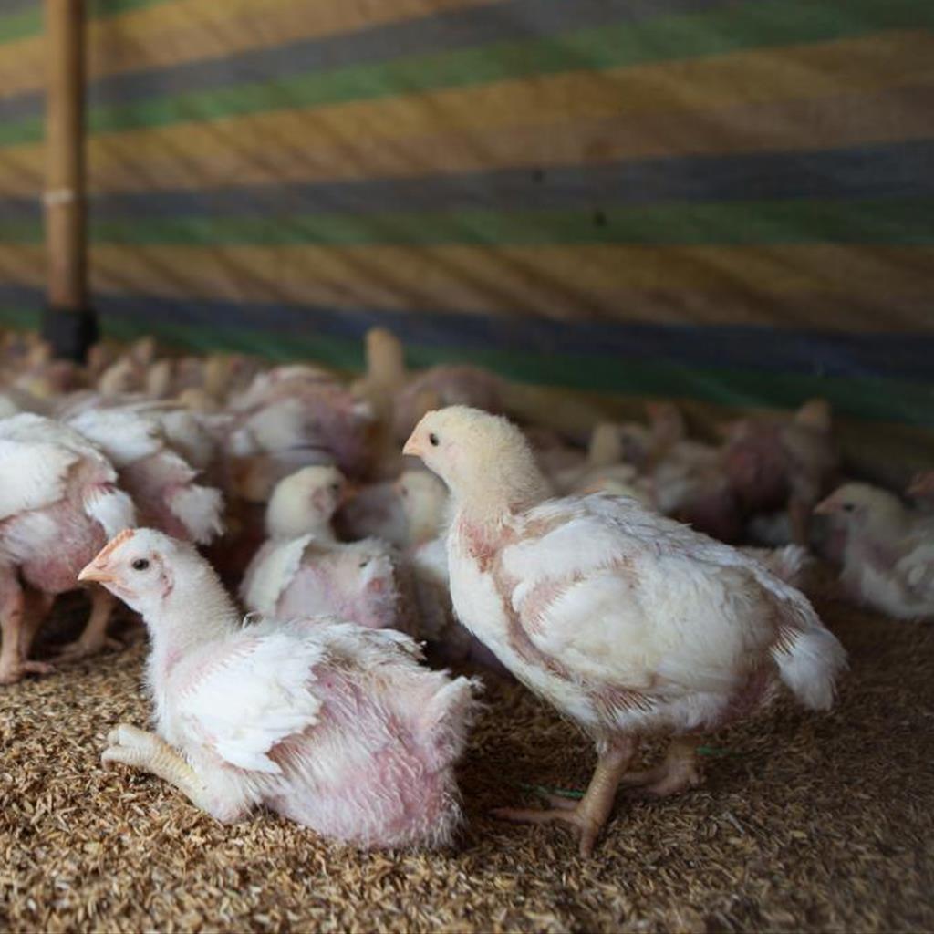 Ten (10) Baby Chickens for Our Sustainable Farms