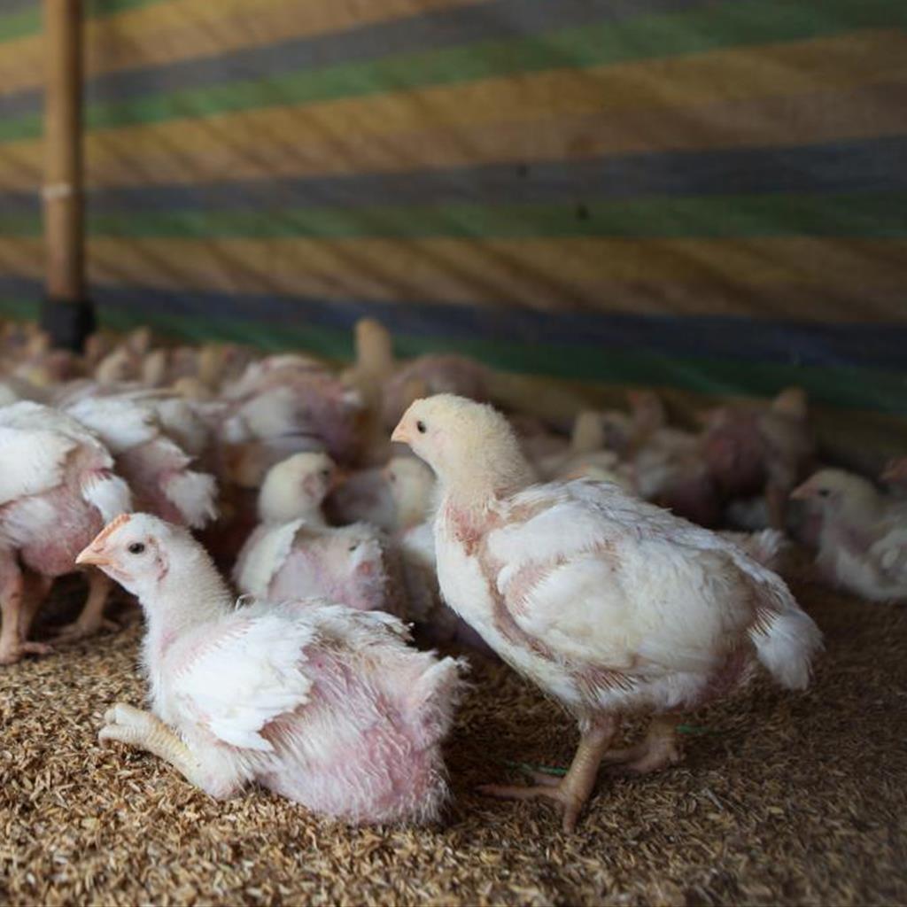 Ten (10) Baby Chickens for Our Sustainable Farm