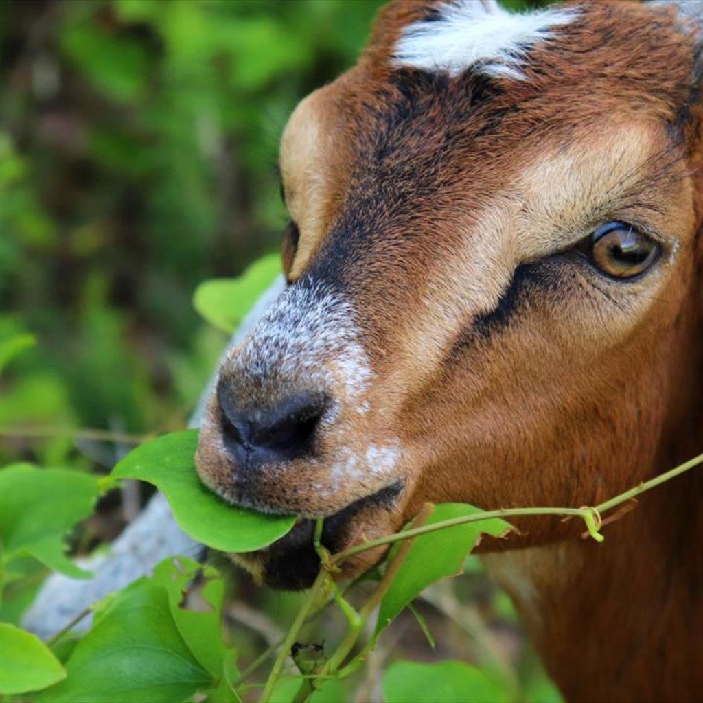 A Goat for Our Sustainable Farm